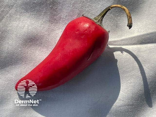 A chilli, the source of capsaicin